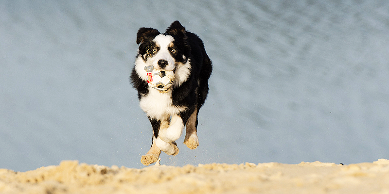 Hunde im Islam