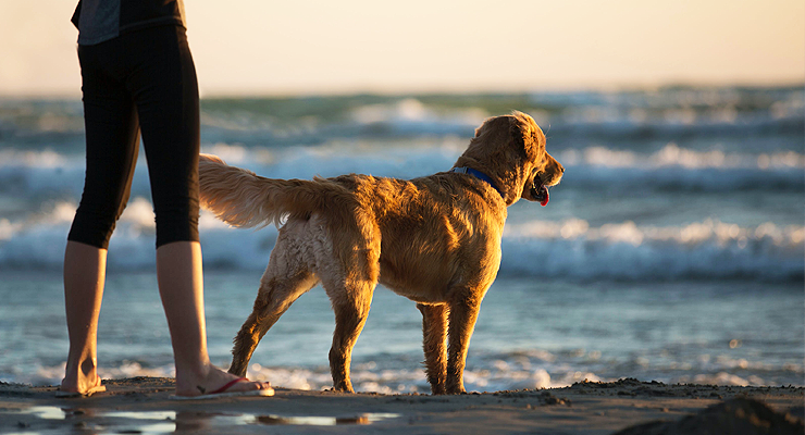 Kurztrip mit Hund am Strand in Katar