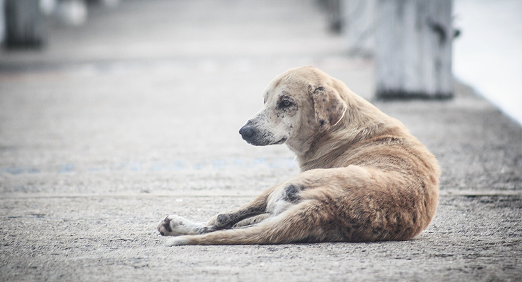 Strassenhund in Doha (Katar)